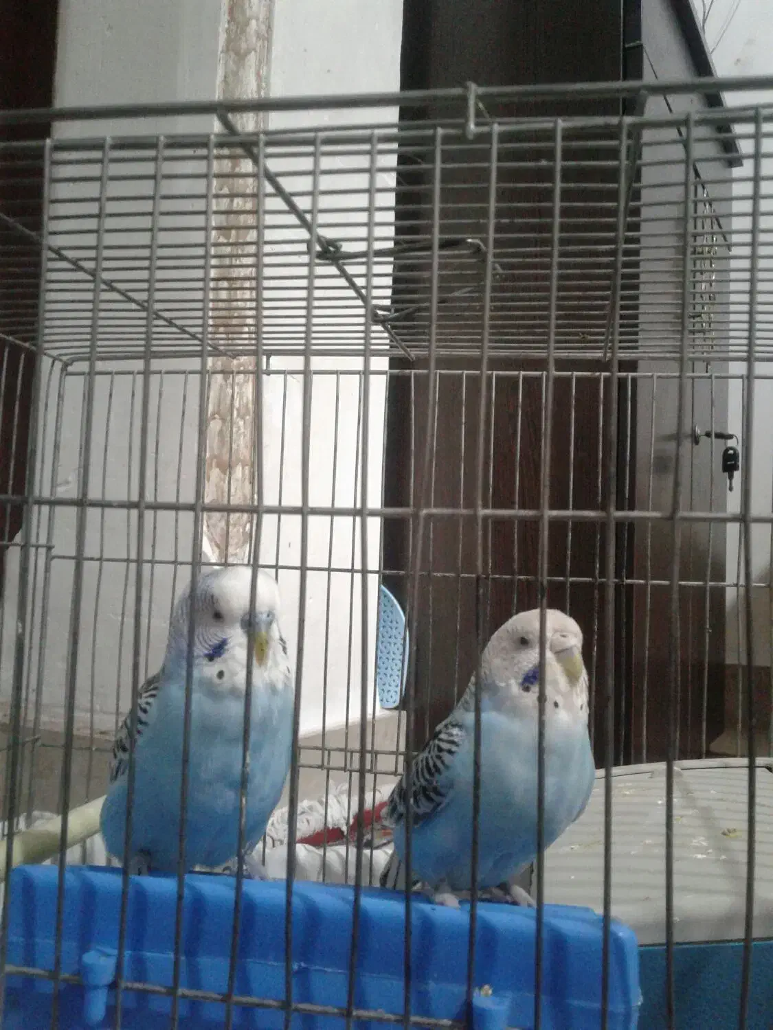 یک جفت مرغ عشق باقفس 1200000|پرنده|پاکدشت, پاکدشت (مامازند)|دیوار