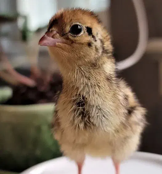 جوجه بلدرچین|حیوانات مزرعه|نیریز, |دیوار