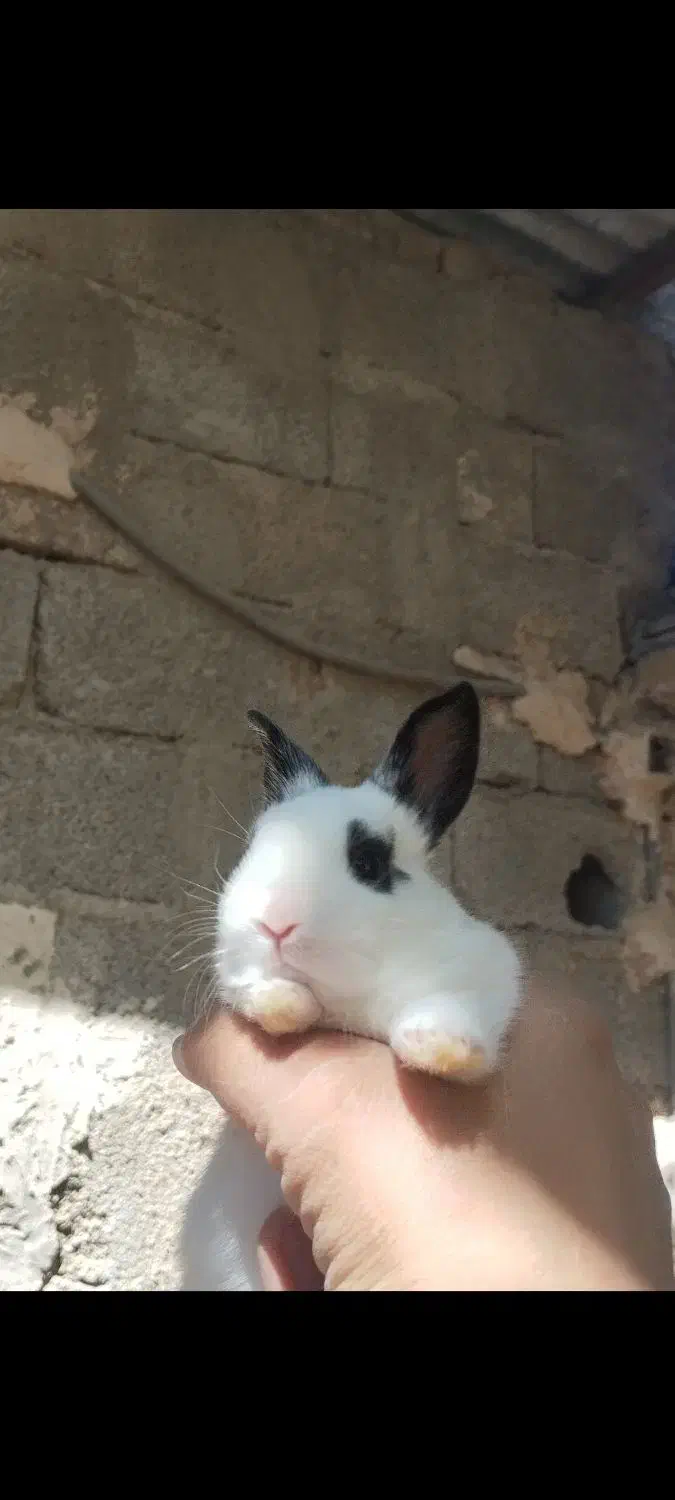 بچه خرگوش|موش و خرگوش|آبیک, |دیوار