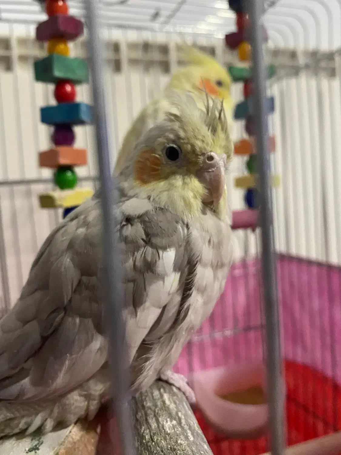 عروس هلندی سه تا عروس هلندی|پرنده|ری, علایین|دیوار