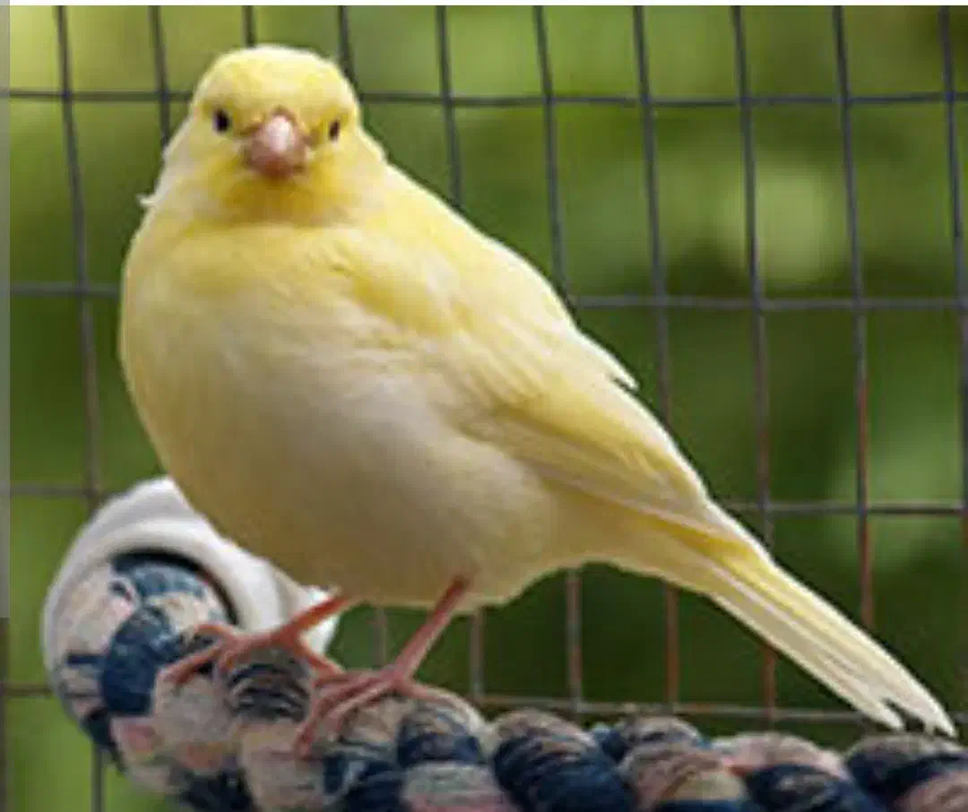 قناری باغی مست،دستی و ماده ۴ماهه با قفس بزرگ|پرنده|بوشهر, |دیوار