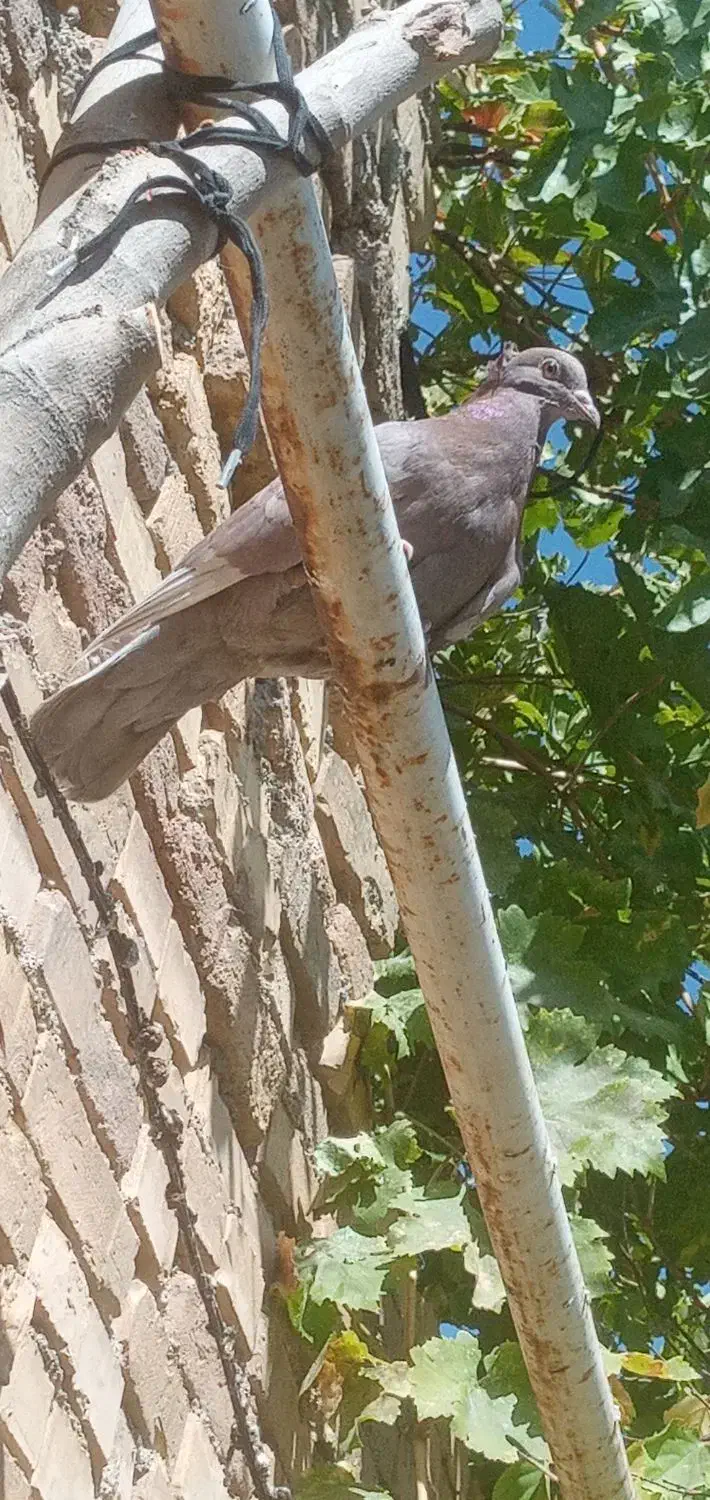 کبوتر فروشی|پرنده|اردل, |دیوار