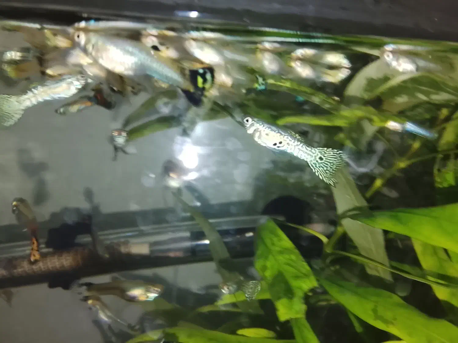 ماهی گوپی کاشمر|ماهی|کاشمر, |دیوار