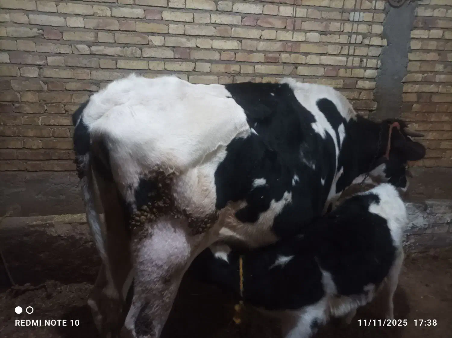 گاو و گوساله ماده|حیوانات مزرعه|دهگلان, |دیوار
