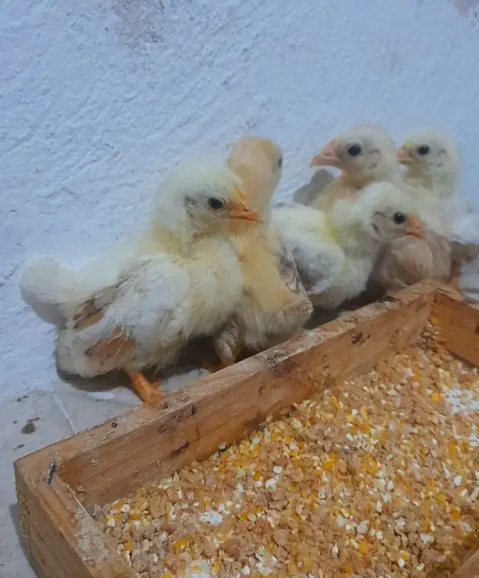 جوجه جاپنیز گلد متلد|حیوانات مزرعه|رشت, پورسینا|دیوار