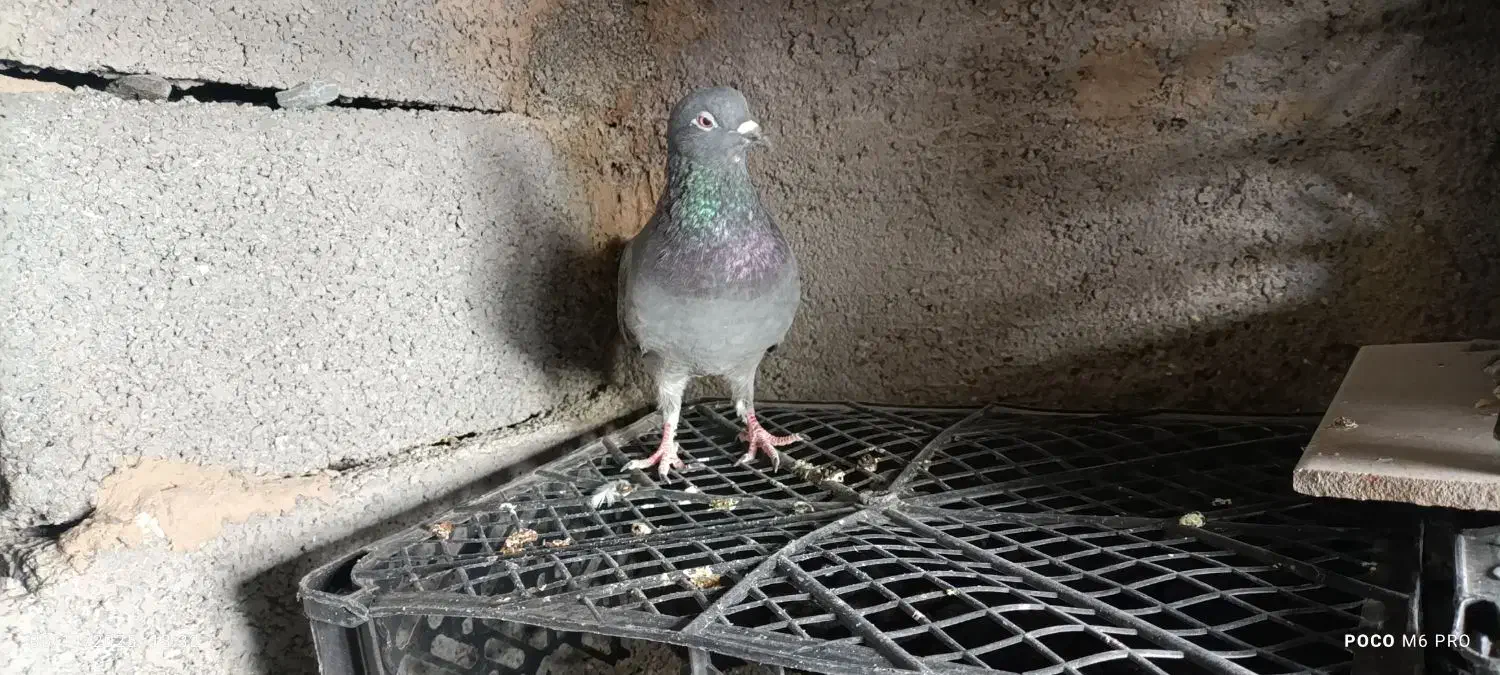 کفتر|پرنده|کهنوج, |دیوار