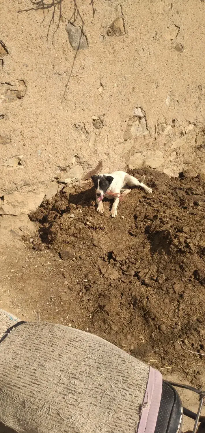 سگ سرابی|سگ|صائین قلعه, |دیوار