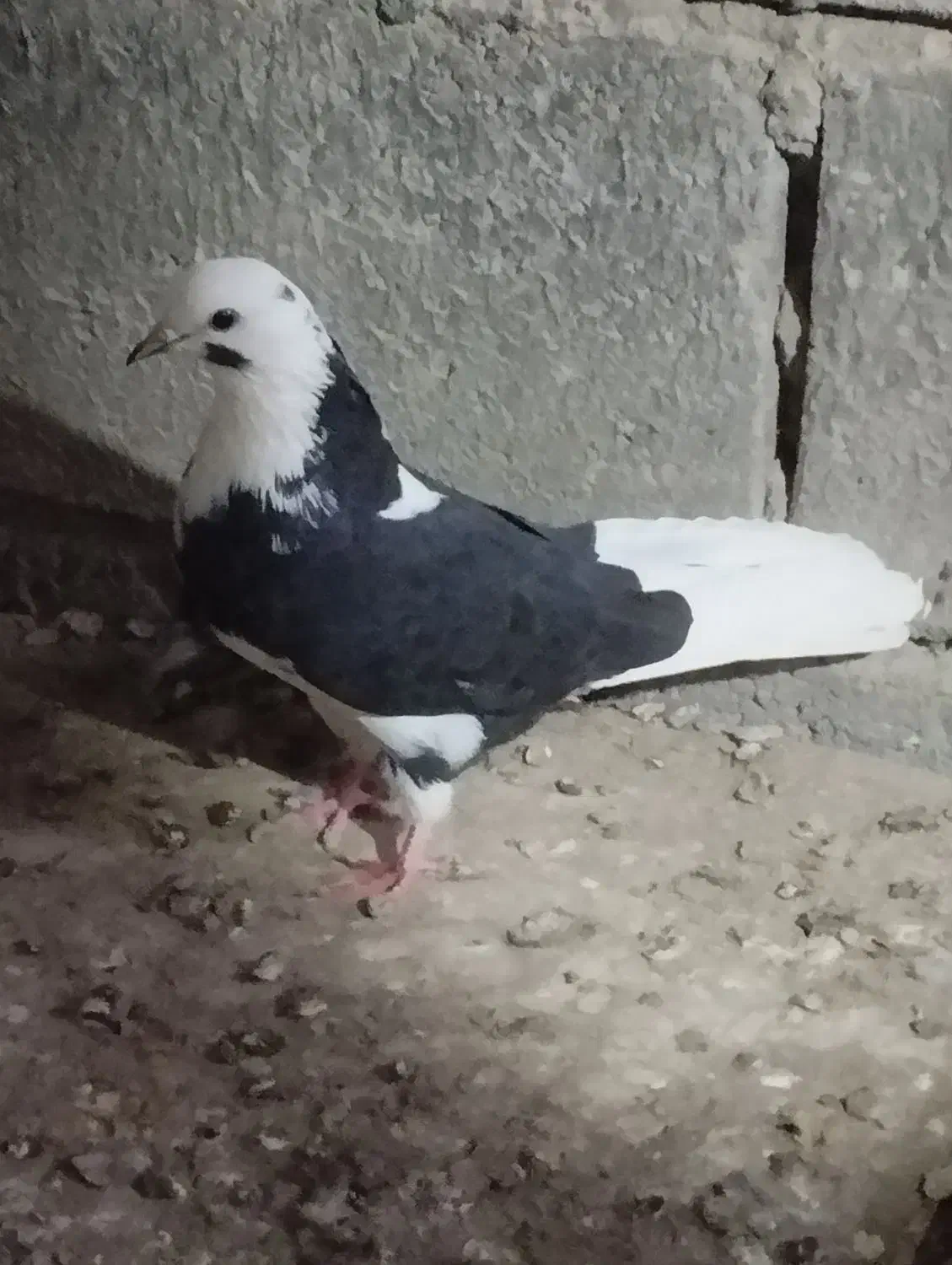 کبوتر اوچان ساعتی|پرنده|مشگین شهر, |دیوار