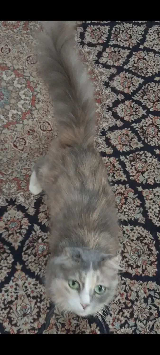 فروش گربه ماده پرشین اسکاتیش|گربه|لنگرود, |دیوار