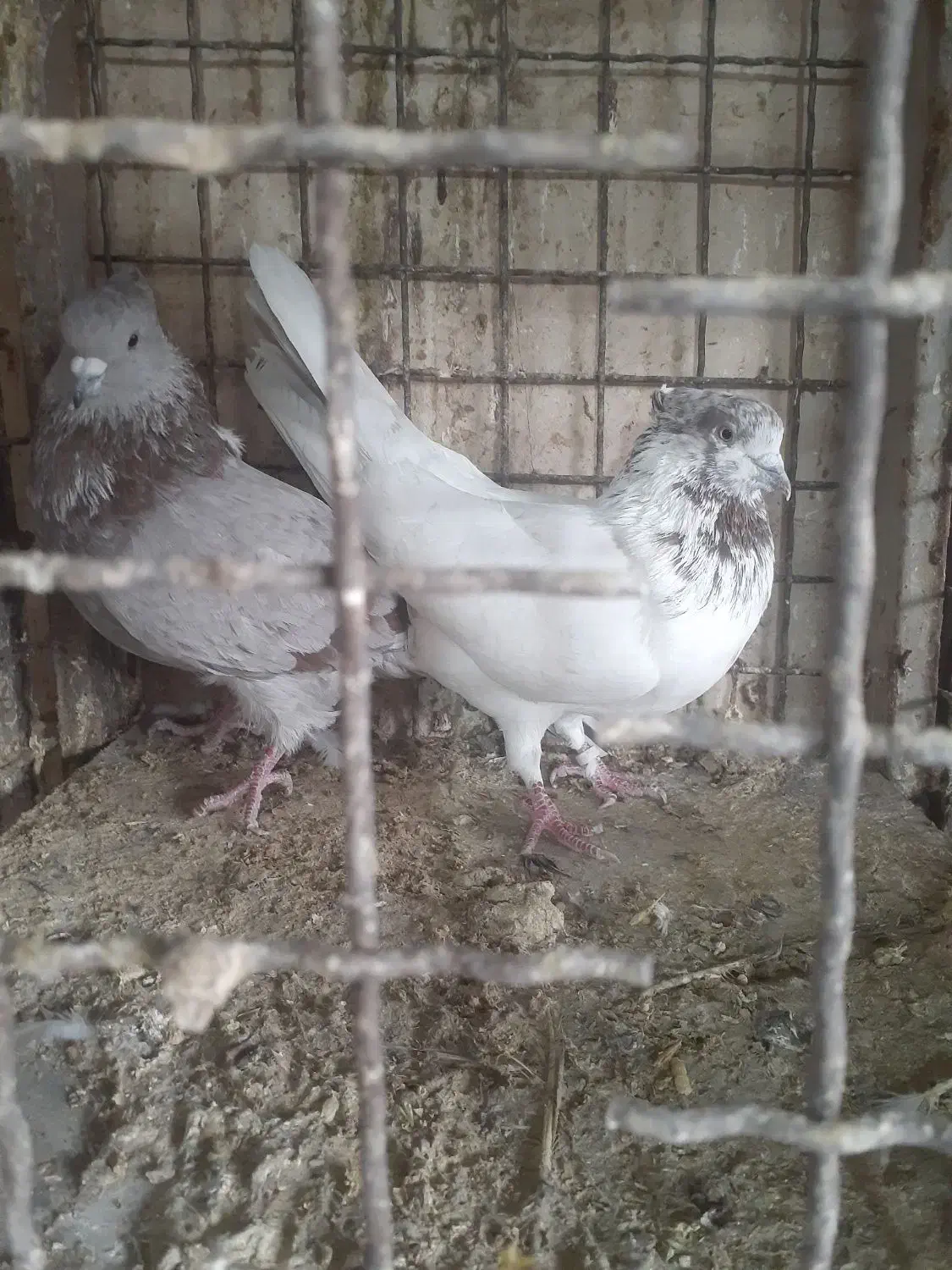 کبوتر گرو نسل دونسته|پرنده|صباشهر, |دیوار