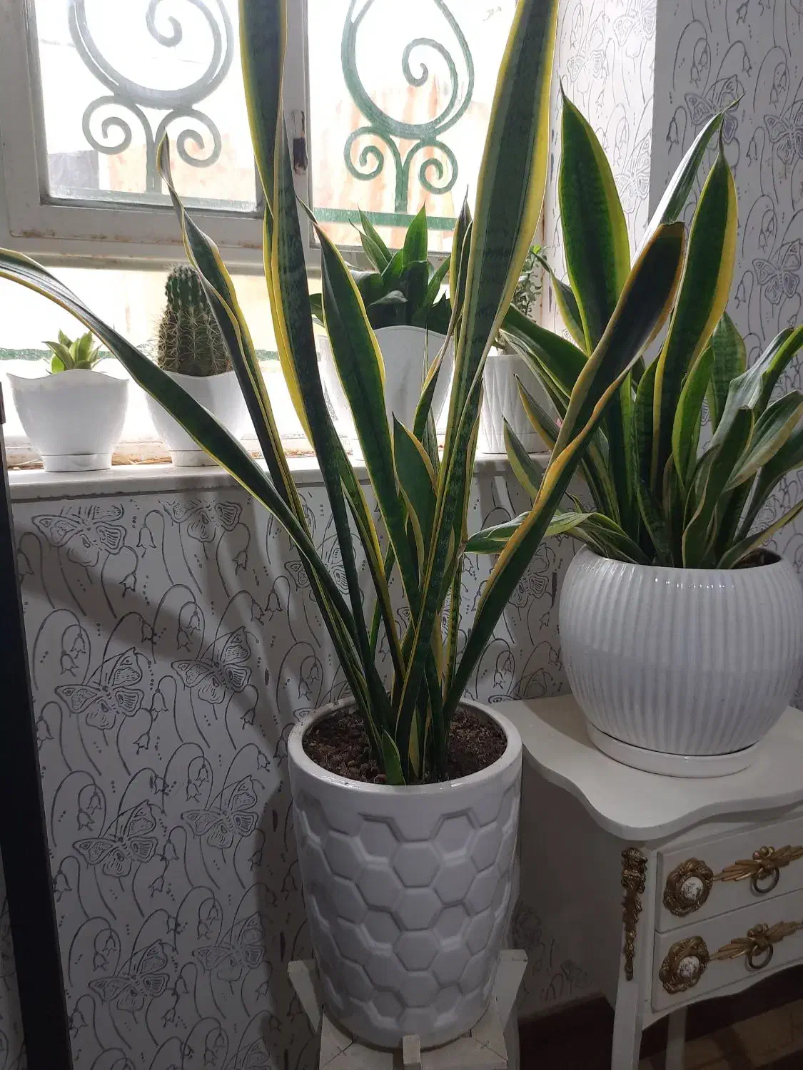 گل و گیاه|گل و گیاه طبیعی|شاهین دژ, |دیوار