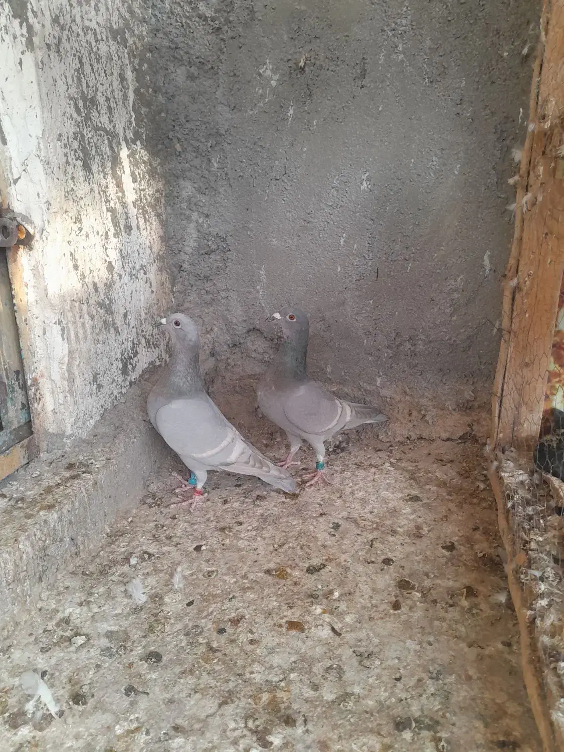 کبوتر|پرنده|برازجان, |دیوار