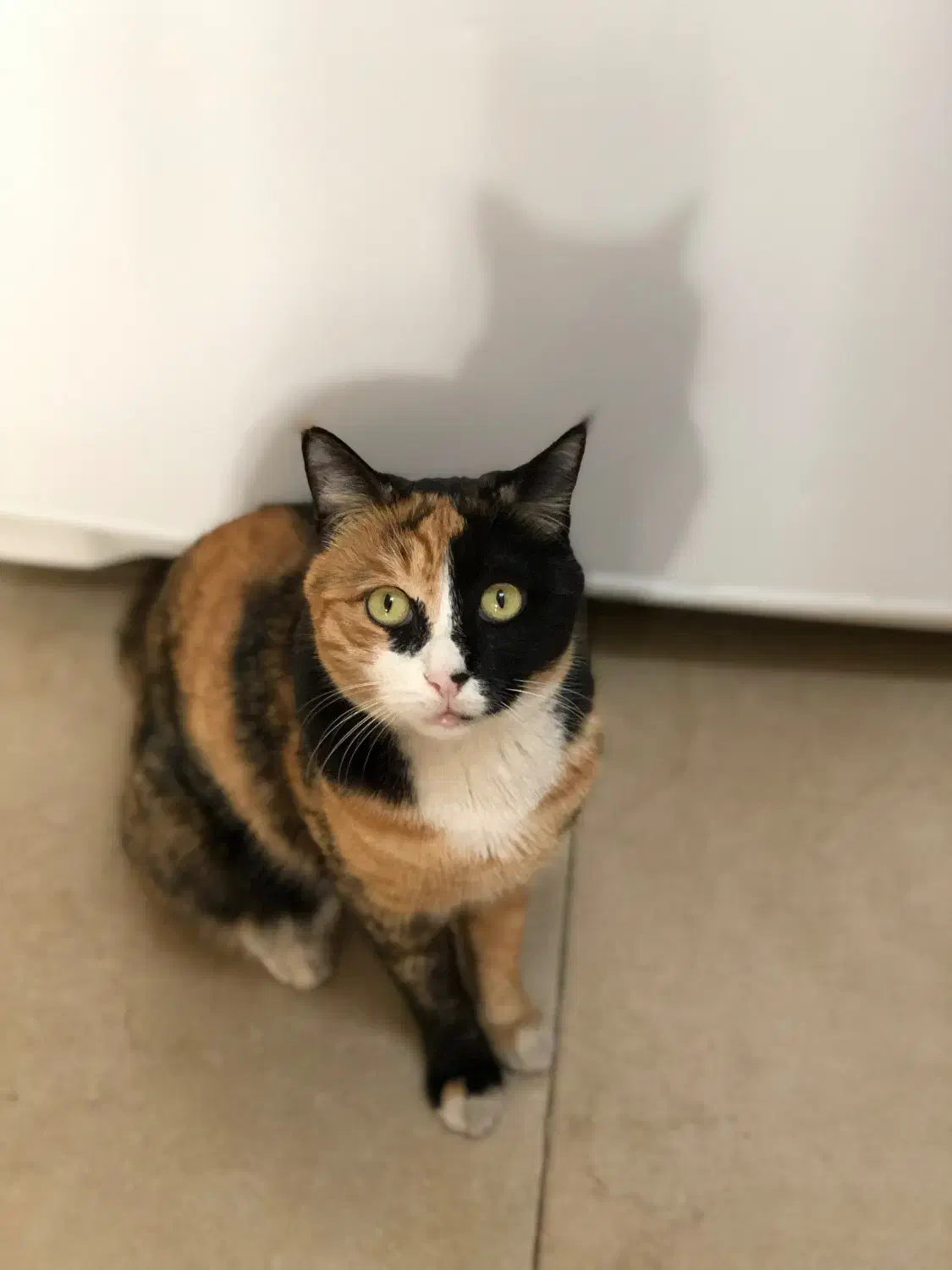 گربه گمشده نامجو|حیوانات|مشهد, شهید بهشتی|دیوار