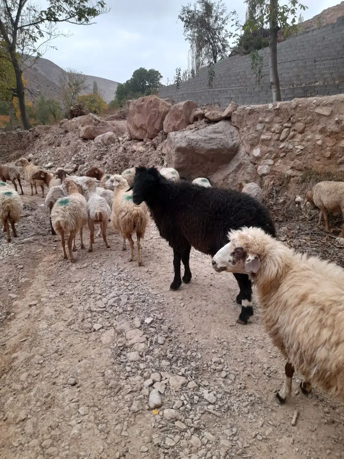 قوچ چهاردندو|حیوانات مزرعه|جوین, |دیوار