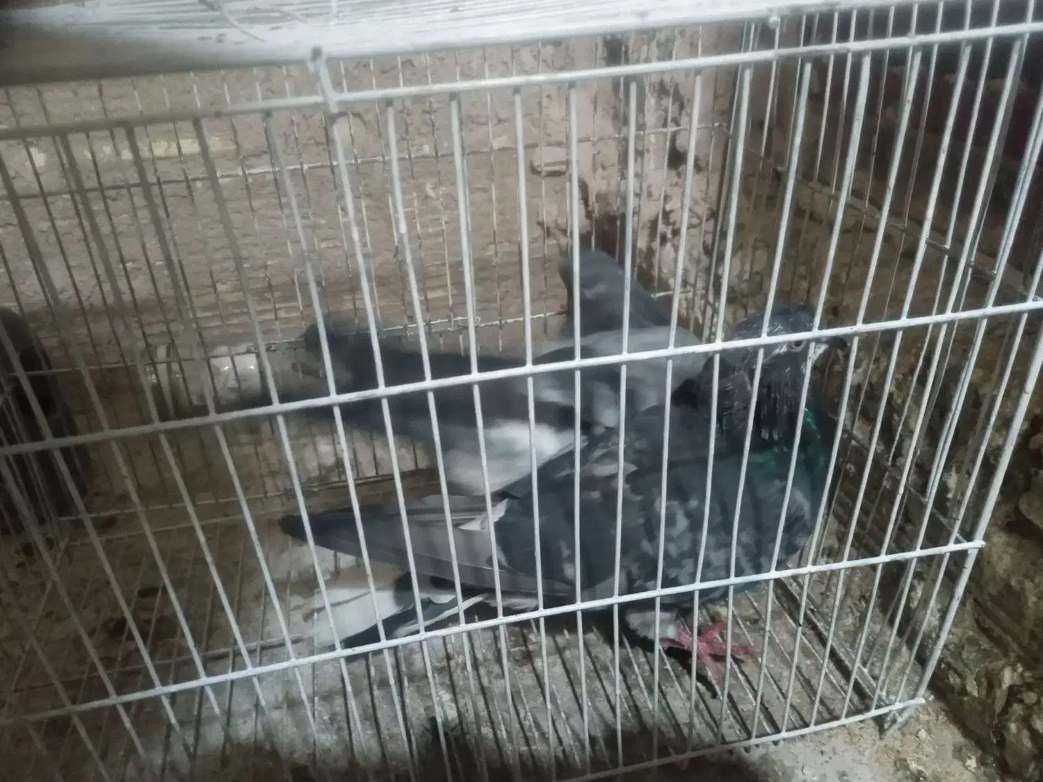 کفتر تهرونی وسیاه پشت|پرنده|خمینیشهر, |دیوار