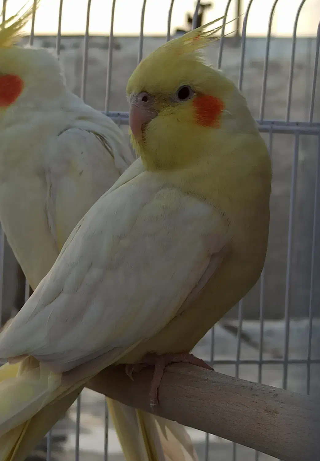 عروس هلندی|پرنده|پاوه, |دیوار