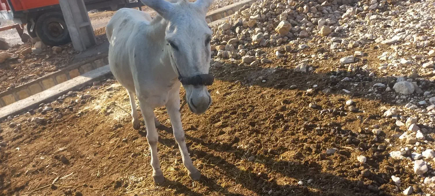 خر سفید و خو ش رنگ|حیوانات مزرعه|سیروان, |دیوار