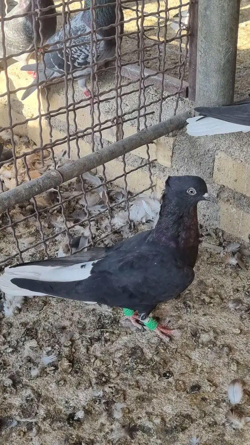 دم سفیده ماده|پرنده|حمیدیه, |دیوار