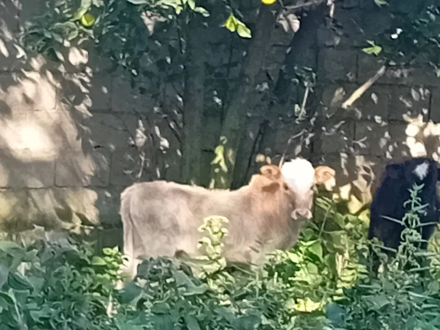 گوساله نر|حیوانات مزرعه|گوراب زرمیخ, |دیوار