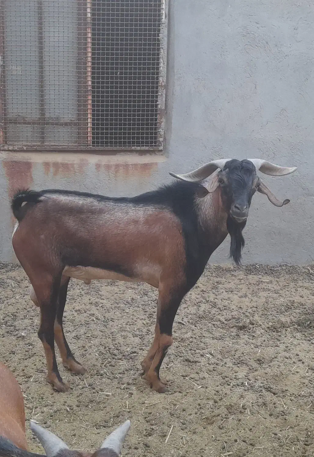 فروش پازن|حیوانات مزرعه|لامرد, |دیوار