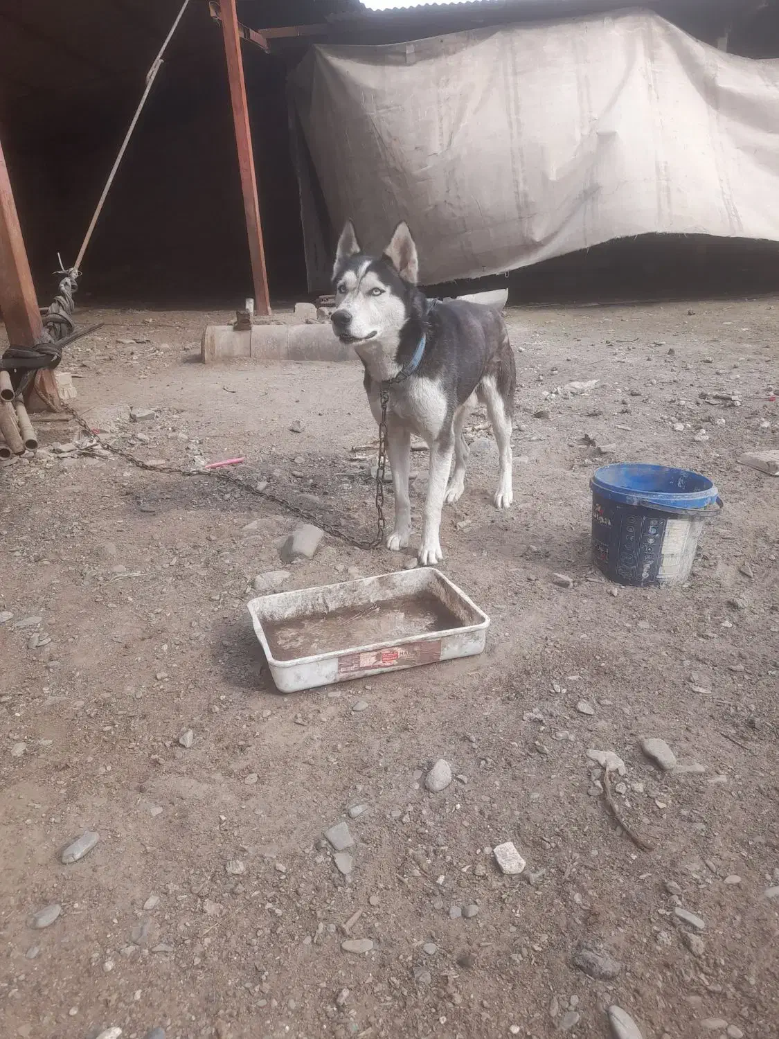 سگ  هاسکی|سگ|مشهد, ایوان|دیوار