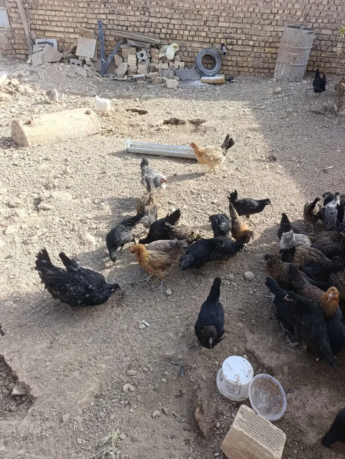 فروش جوجه بومی دم تخم|پرنده|عسگران, |دیوار