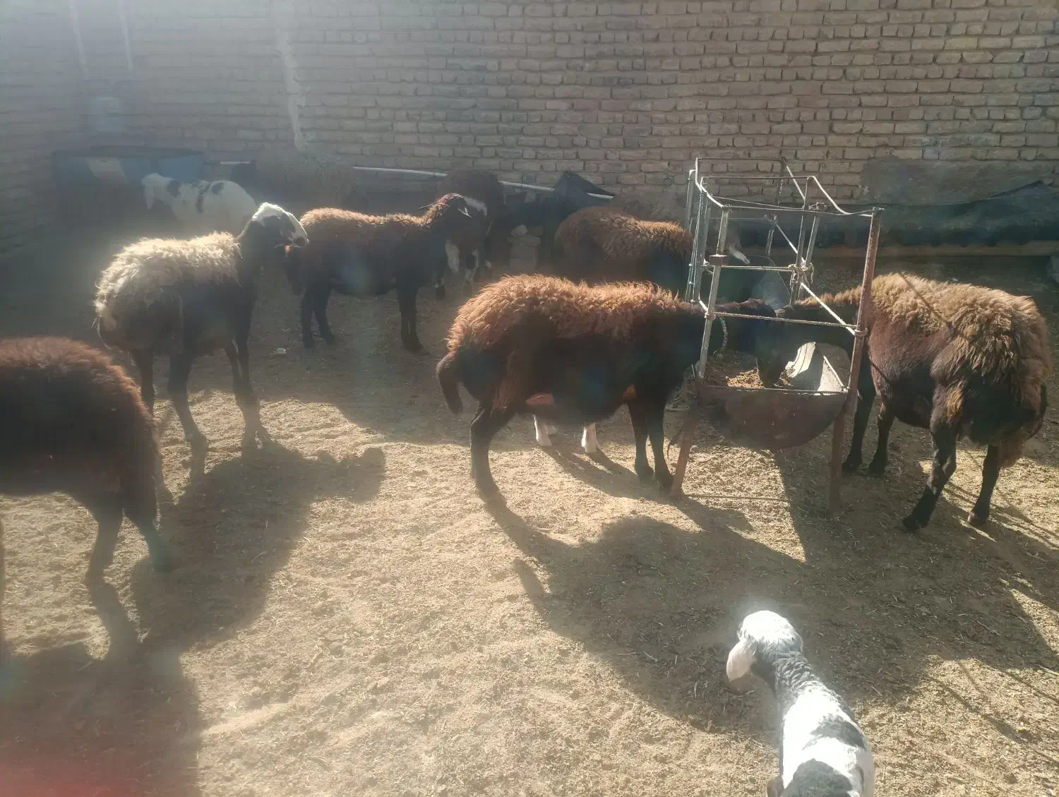 میش قزل آبستن|حیوانات مزرعه|داران, |دیوار