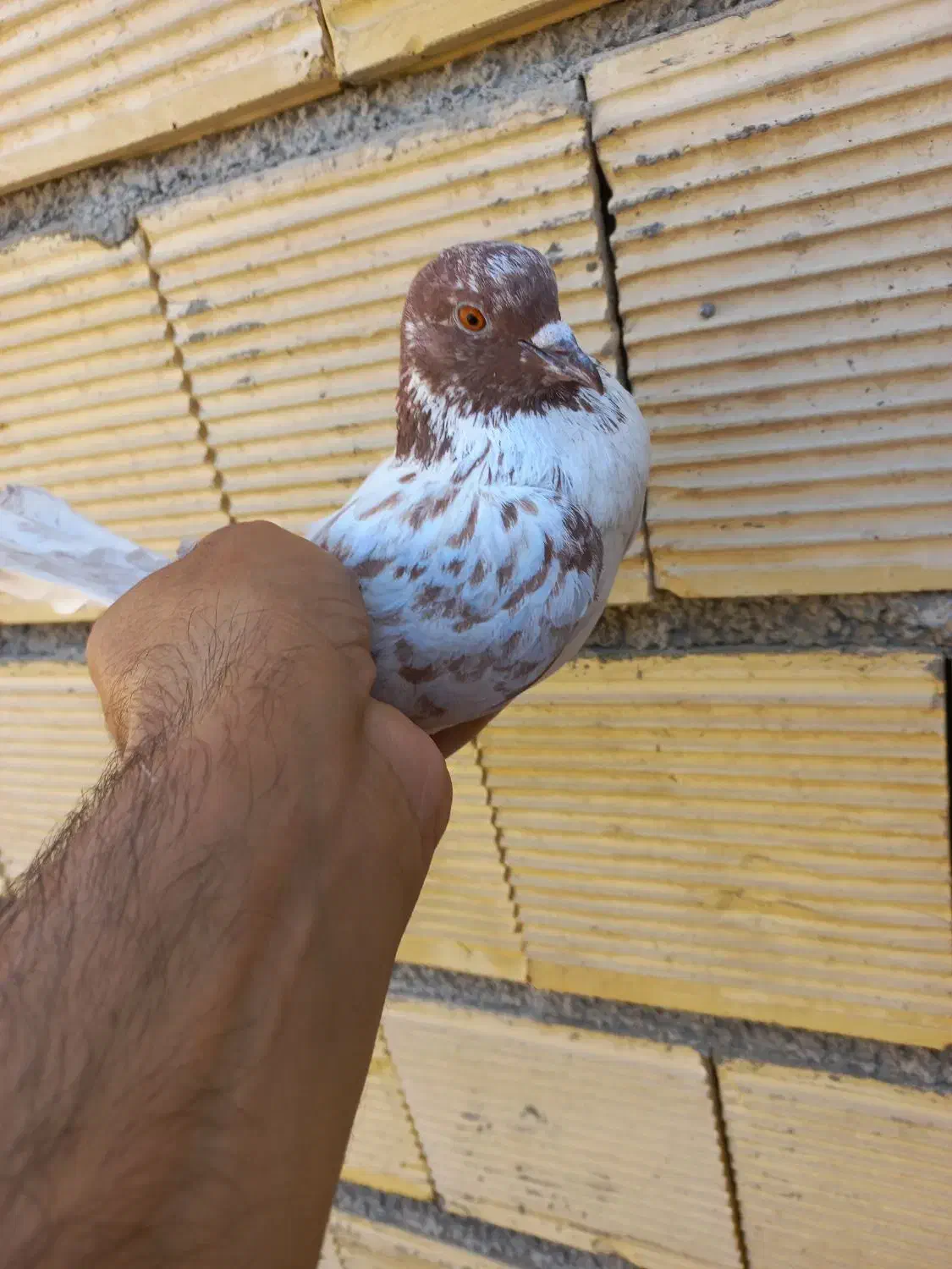 گرفته شب|حیوانات|کرمانشاه, |دیوار