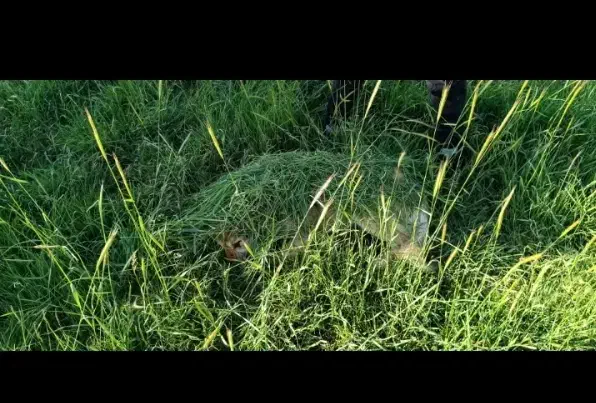 همه گیای خوش|حراج|دیواندره, |دیوار