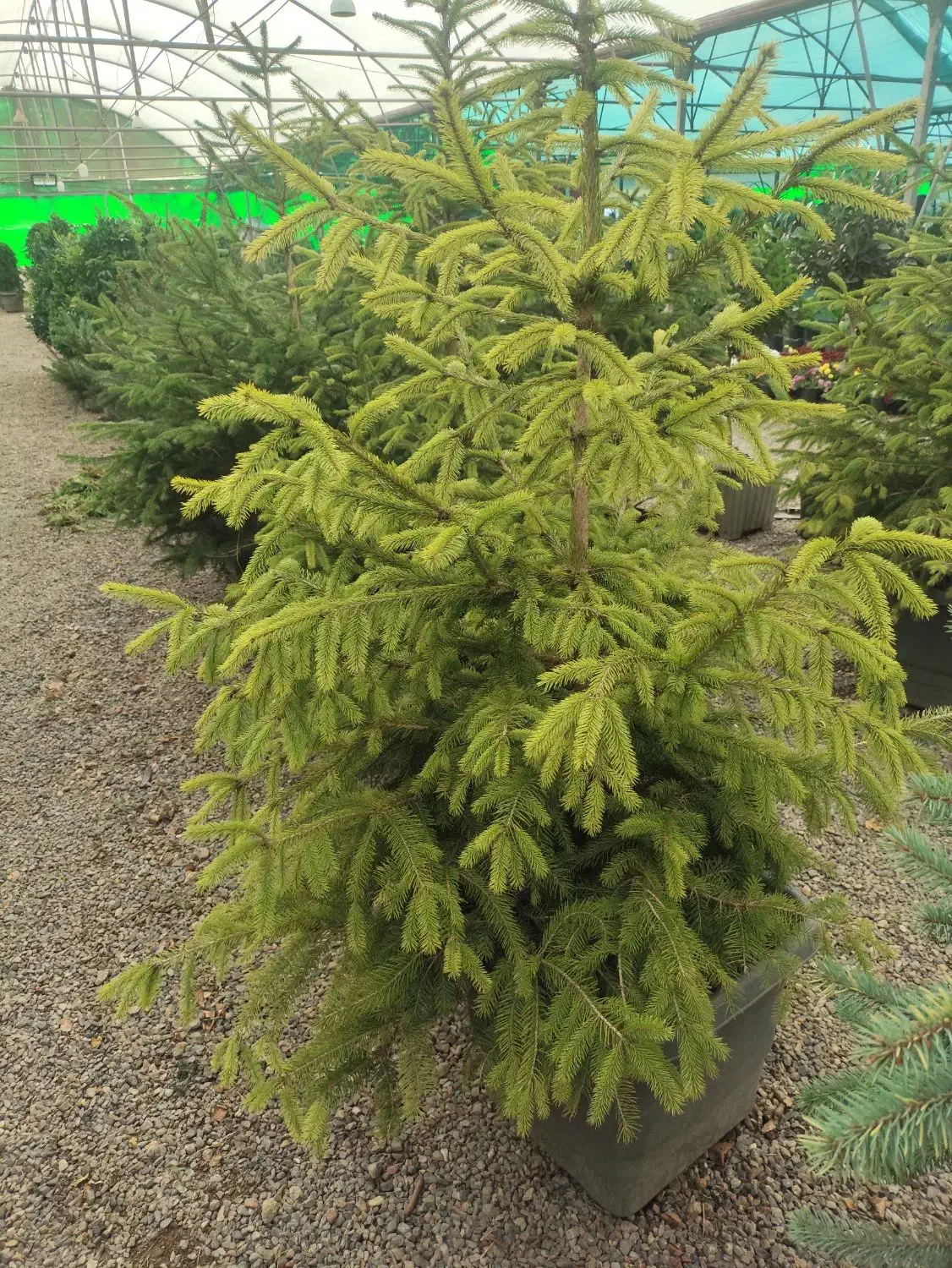 فروش انواع کاج ب قیمت تولید|خدمات باغبانی و درختکاری|صوفیان, |دیوار