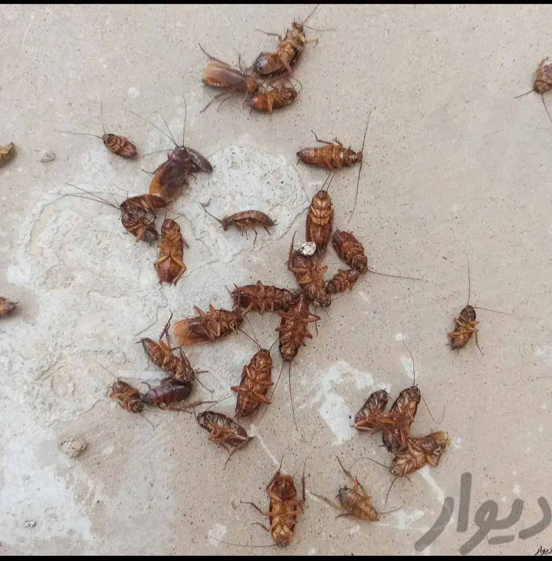 سم پاشی موریانه سوسک ساس سمپاشی تضمینی|خدمات نظافت|بندر ماهشهر, |دیوار