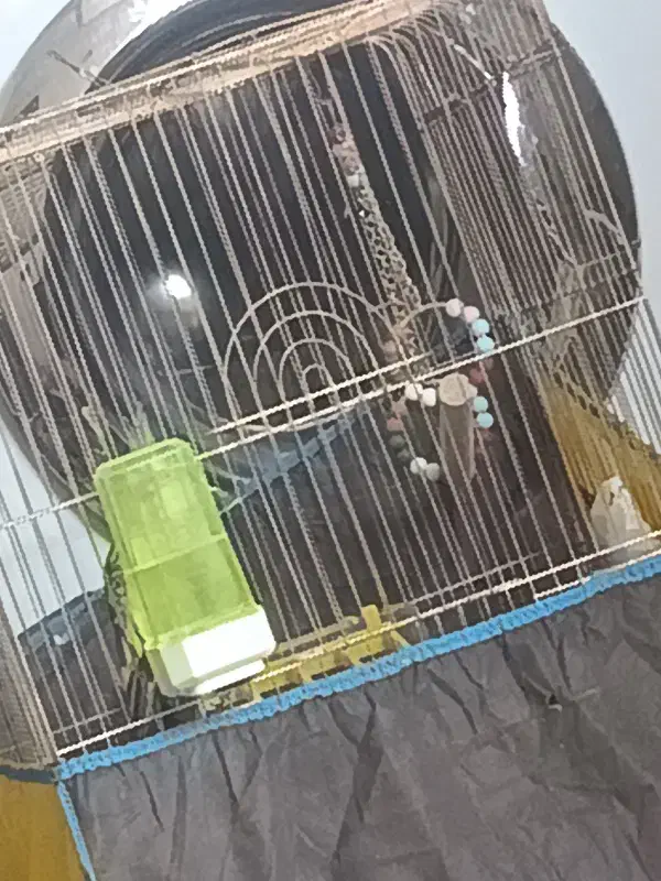 عروس هلندی نژاد  الیزابت|پرنده|کرمان, |دیوار