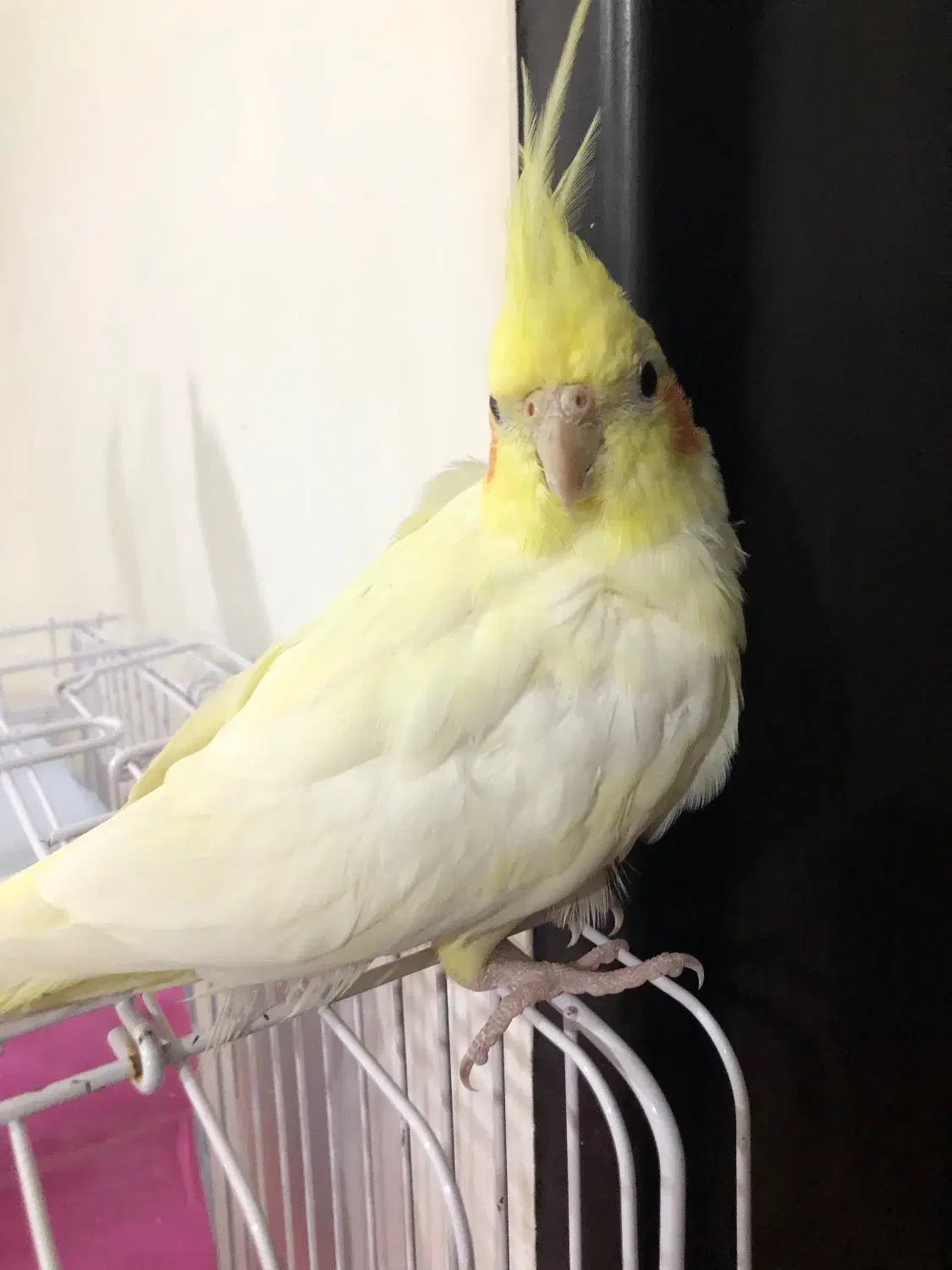 عروس هلندی|پرنده|رشت, جماران|دیوار