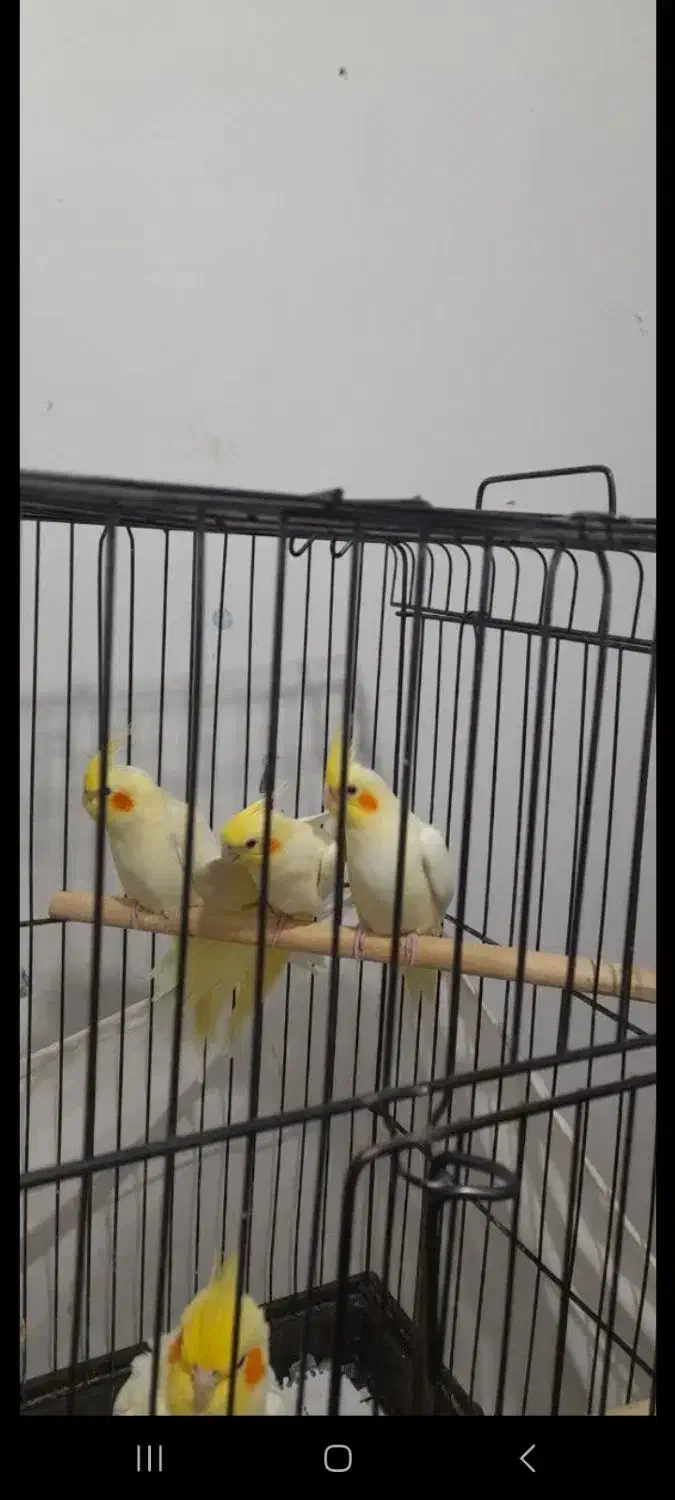 عروس هلندی لوتینو ۲ تا|پرنده|تهران, امام زاده عبدالله|دیوار