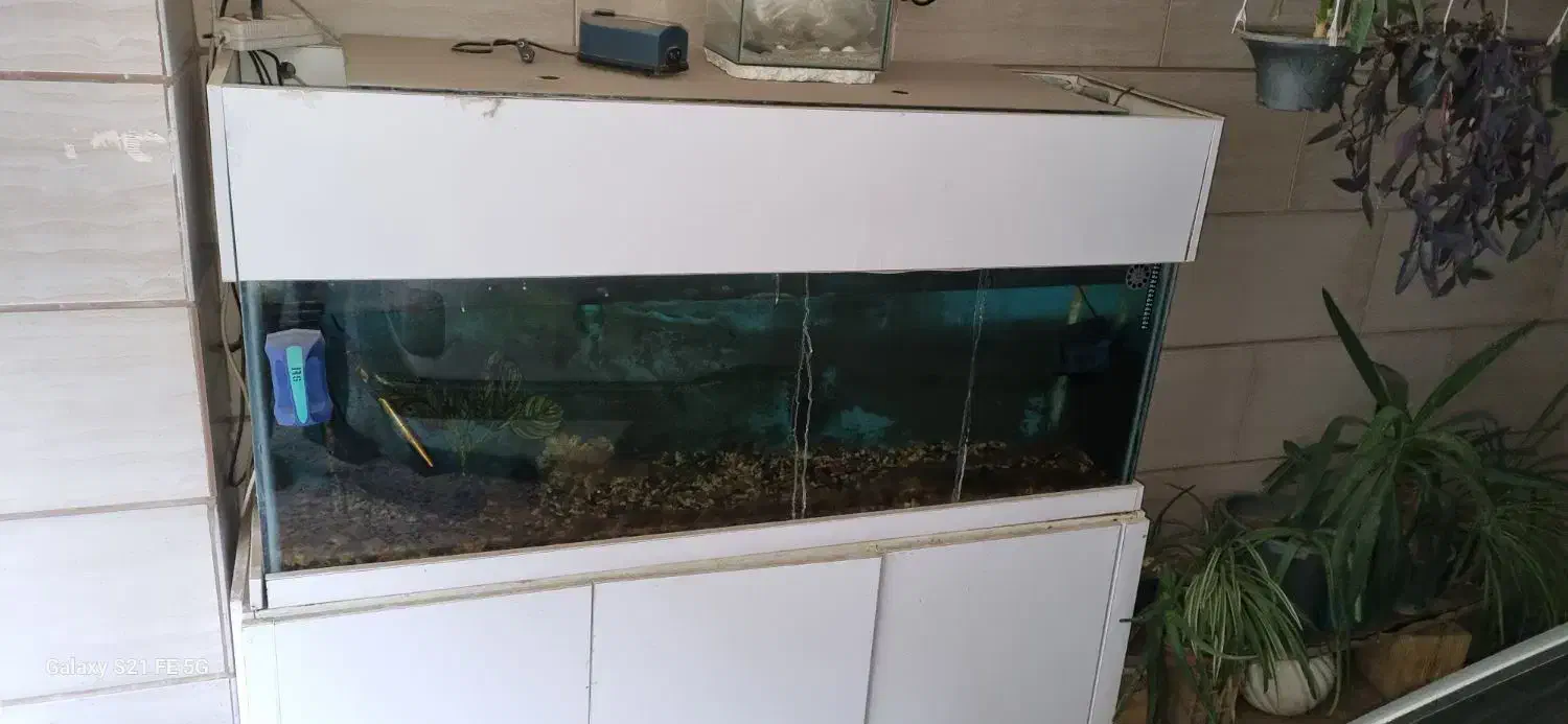 آکواریوم بزرگ|ماهی|الوند, |دیوار