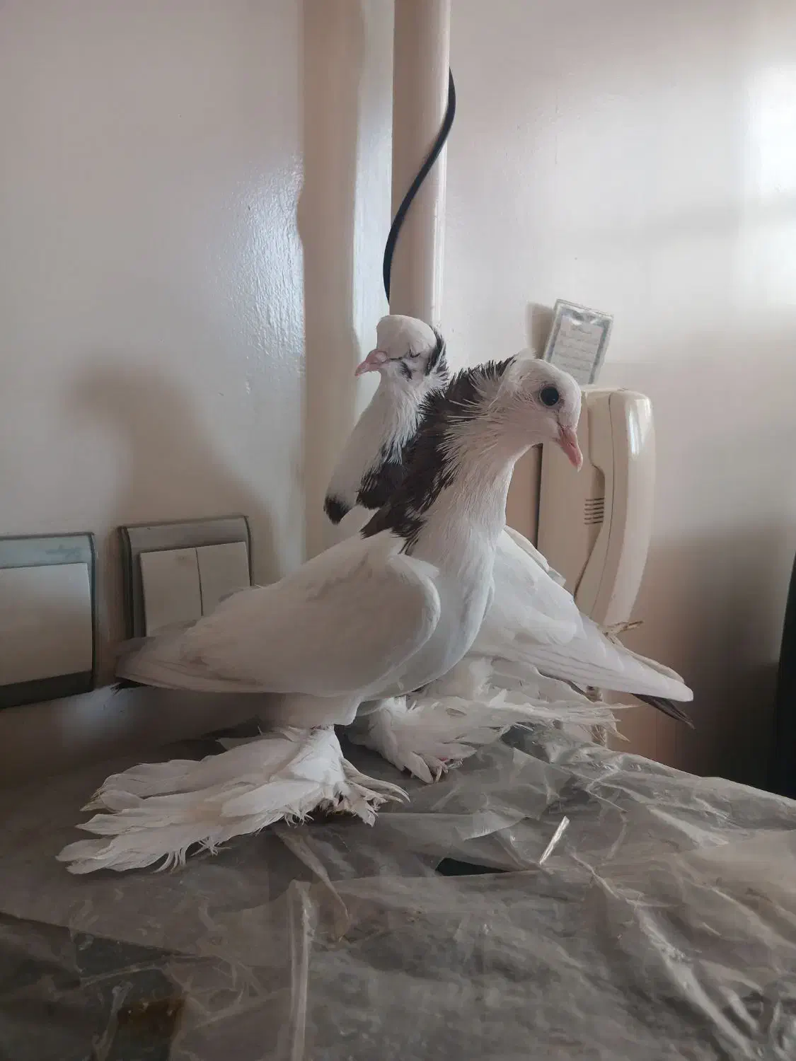 بوینی گولی|پرنده|تبریز, |دیوار