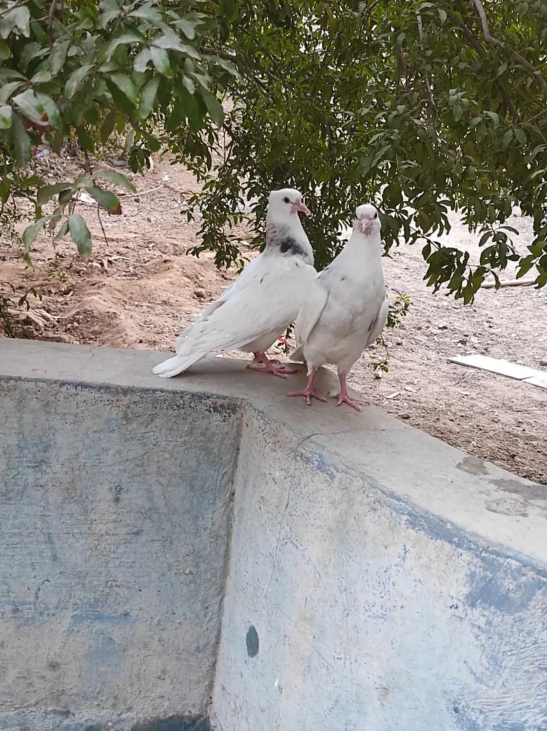 کفتر طوقی. و کیلومتری جوجه|پرنده|اردکان, |دیوار