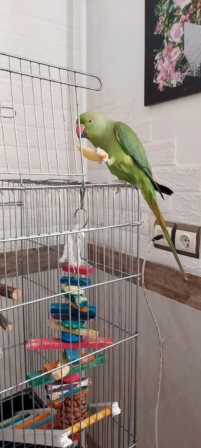 طوطی ملنگو نر|پرنده|پیشوا, |دیوار