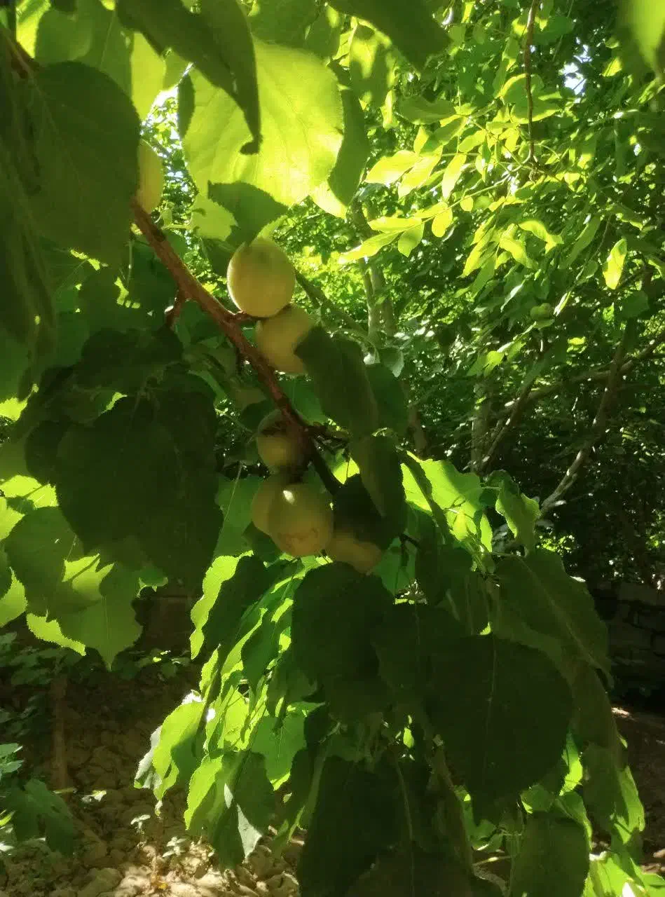 فروش باغ نقلی بوز ـخضرآباد|فروش خانه و ویلا|خضر آباد, |دیوار