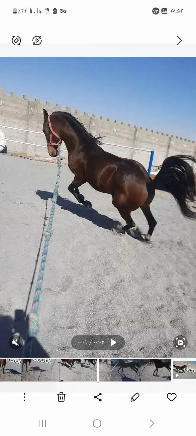 خالص ایرانی|اسب و تجهیزات اسب‌سواری|محلات, |دیوار