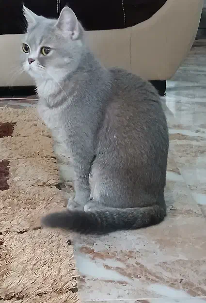 گربه نژاد اسکاتیش و پرشین|گربه|فردوس (خراسان), |دیوار