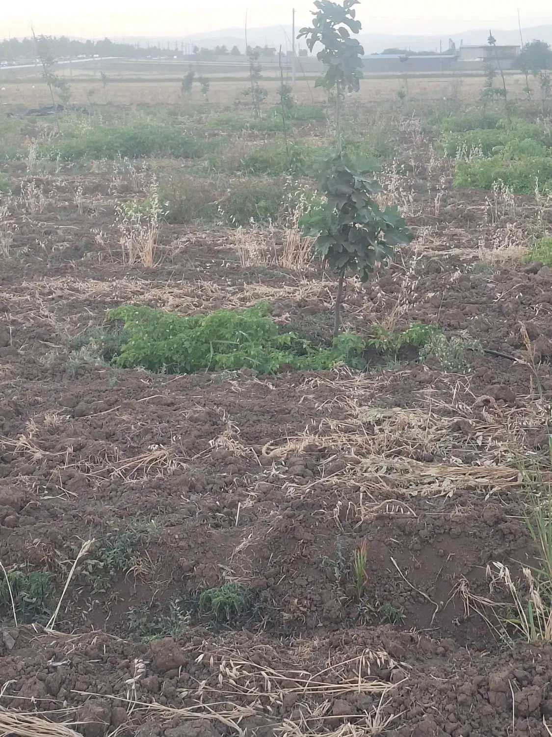 باغ ۴۵۰۰ بر اصل جاده سراب نیلوفر|فروش زمین و ملک کلنگی|کرمانشاه, |دیوار