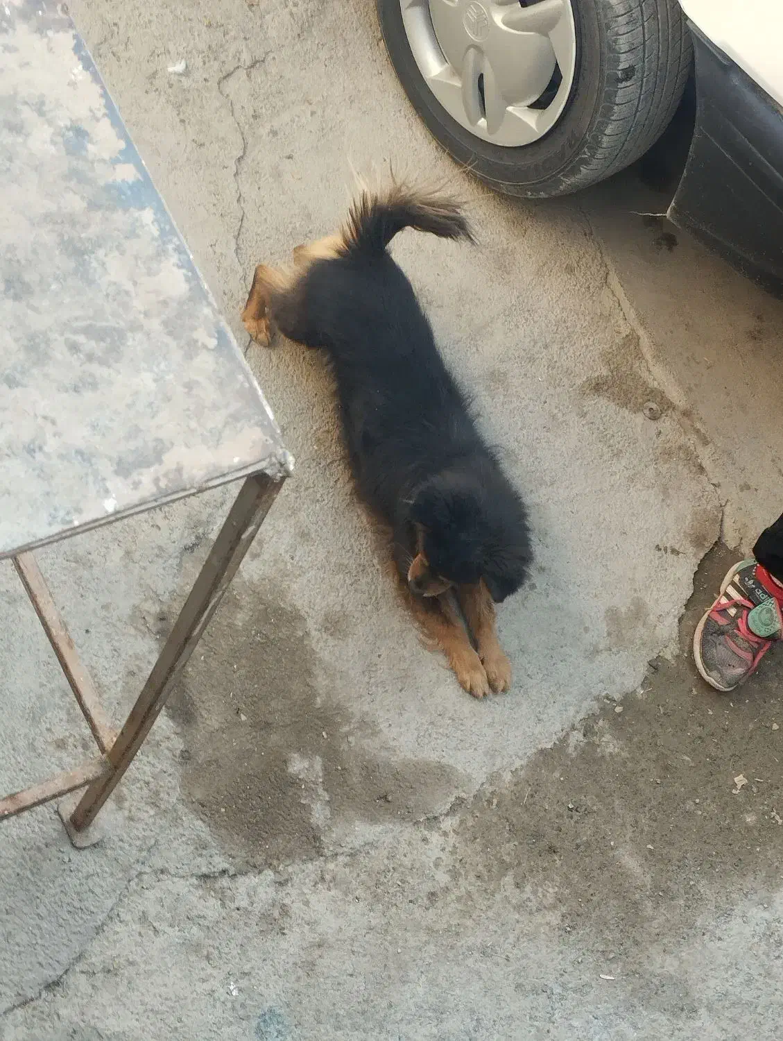 سگ پاکوتاه|سگ|کرمانشاه, |دیوار