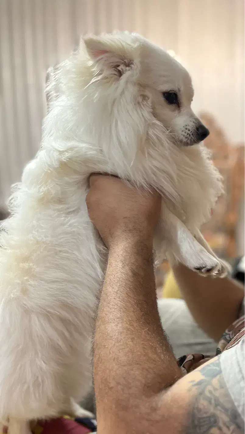 واگذاری|سگ|بندرعباس, |دیوار