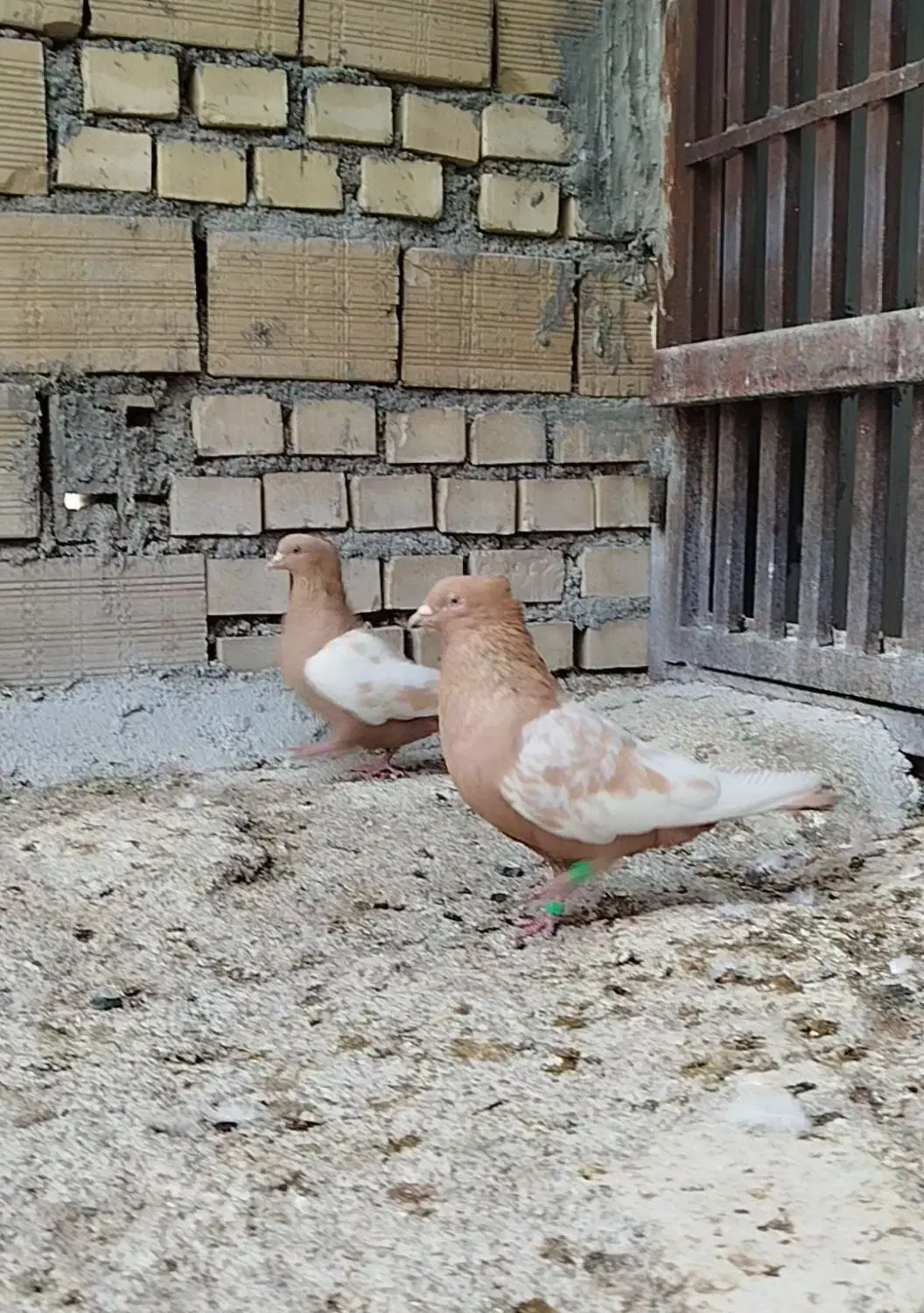 نرماده عروسک|پرنده|اندیمشک, |دیوار