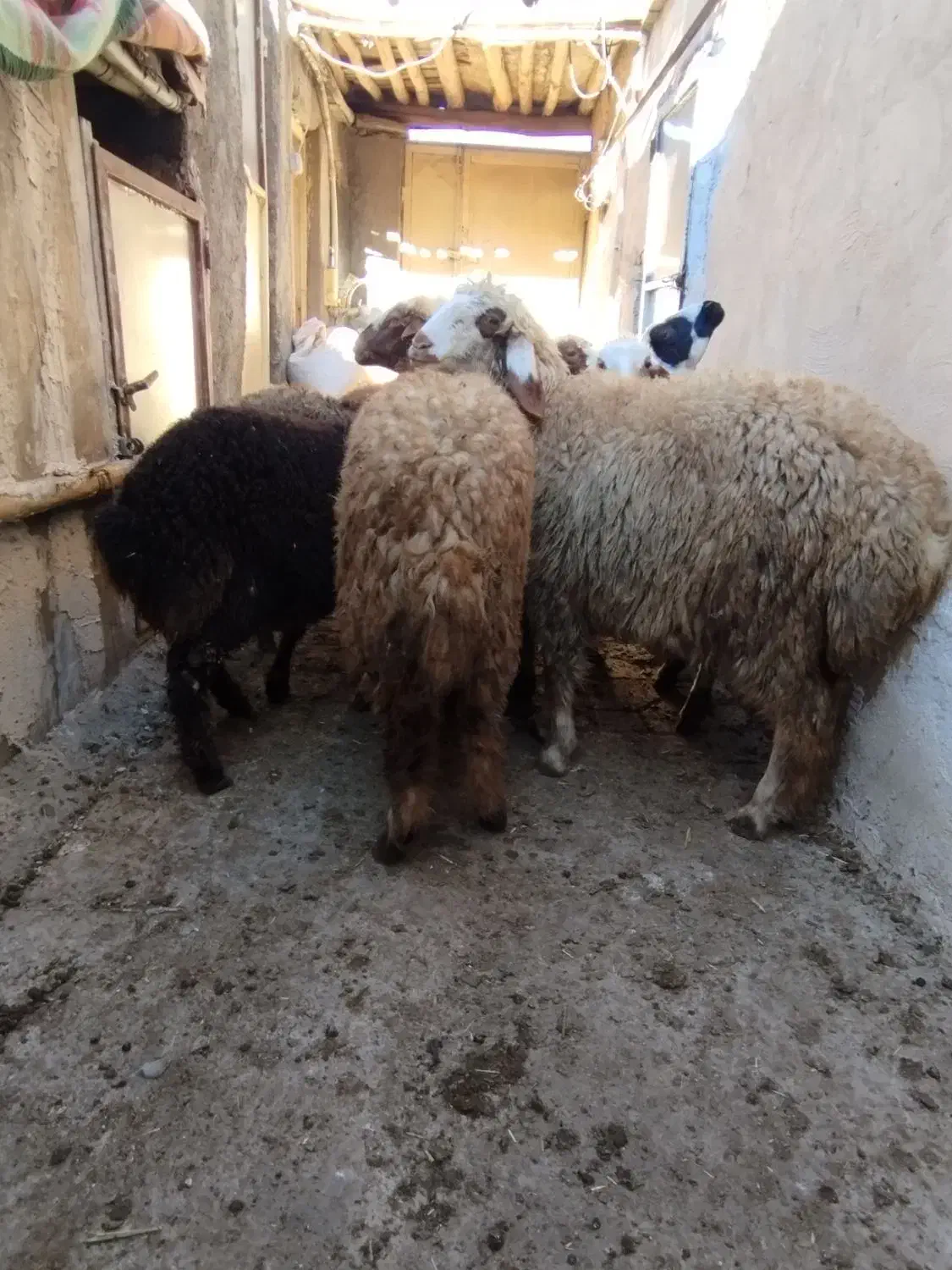 9عددبره ماده سالم سرحال جفتی 21|حیوانات مزرعه|مریوان, |دیوار