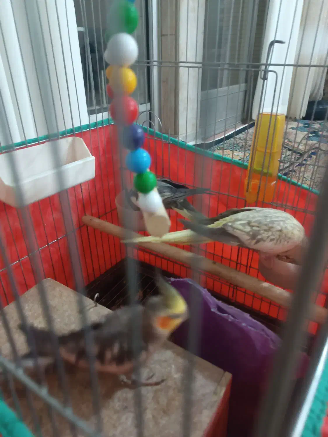 سه عدد عروس هلندی قیمت 2500دونی|پرنده|اصفهان, هفتون|دیوار