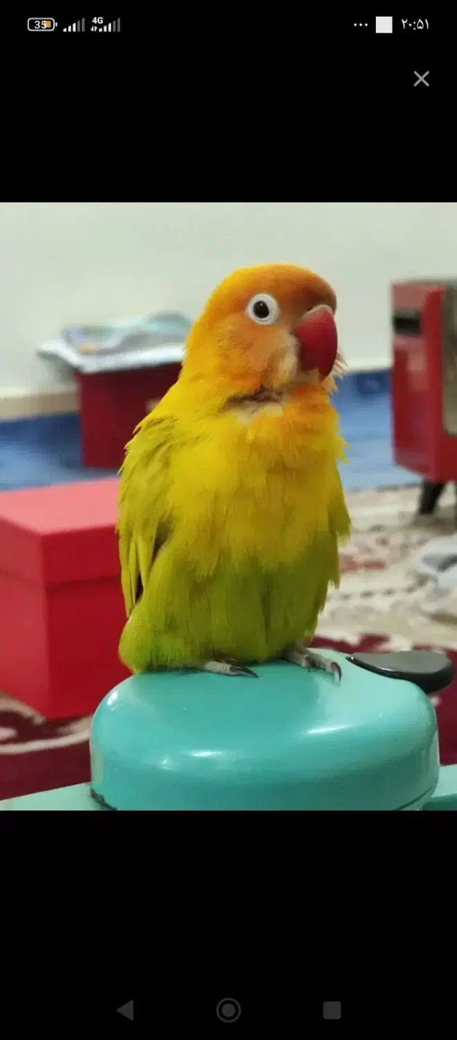 گمشده|حیوانات|دزفول, |دیوار