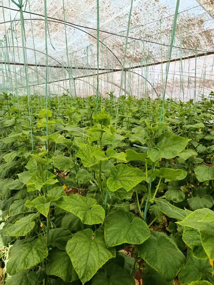 باسلام آب و زمین کشاورزی فروشی|فروش زمین و ملک کلنگی|راین, |دیوار