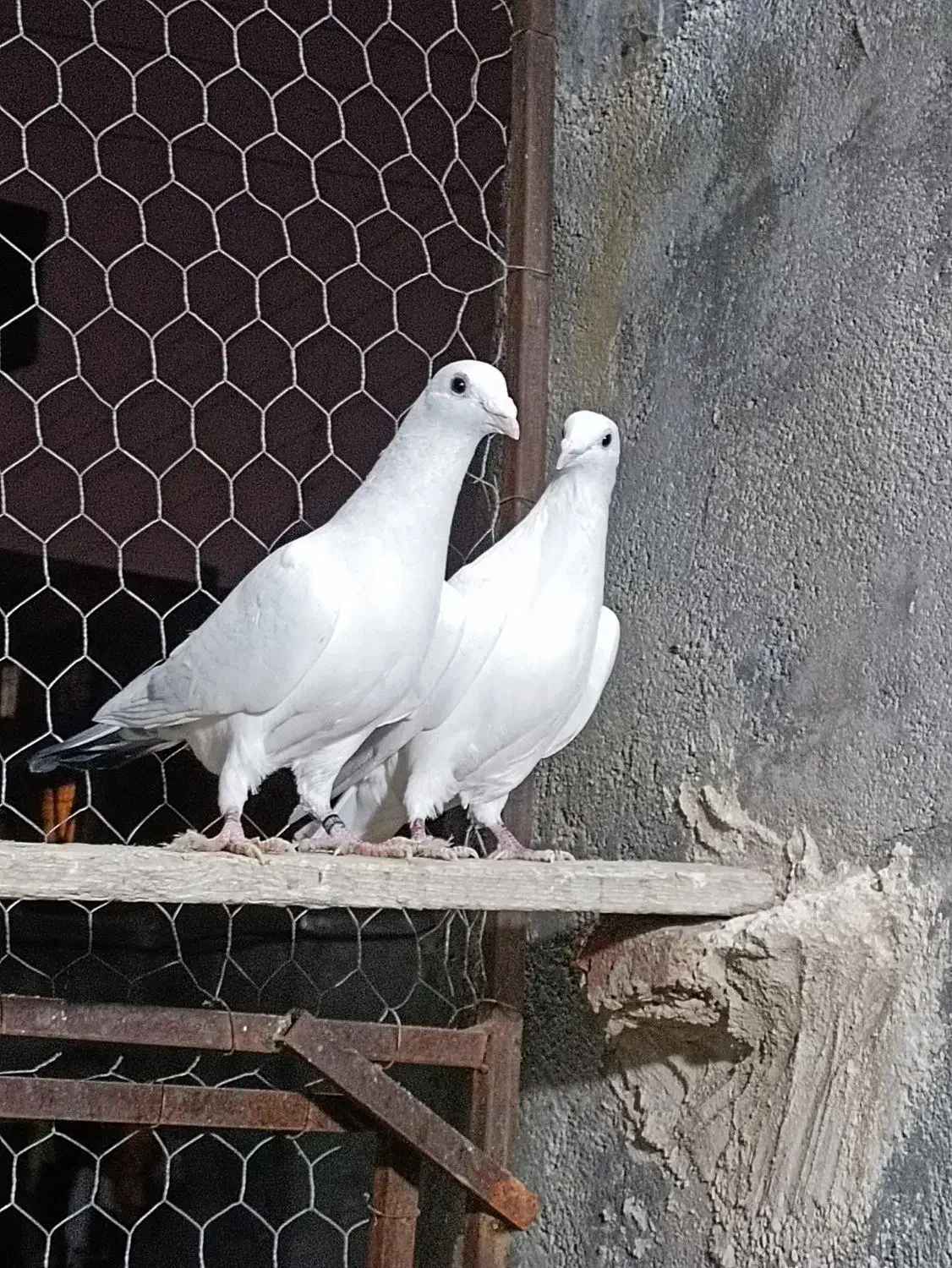 کبوتر مسافتی|پرنده|نقده, |دیوار